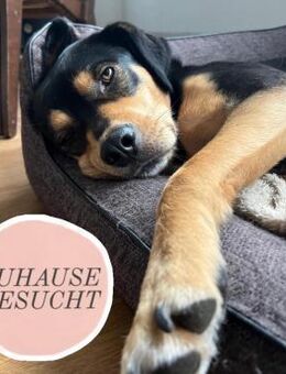 ZAKO sucht Für-Immer-Zuhause ❤️ - Saarbrücken