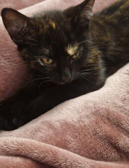 British Kurzhaar-Mix abzugeben - Meppen