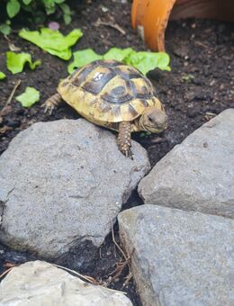 Griechische landschildkröte - Mannheim