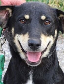 Wer rettet LARRY 2 aus der Tötung? - Gefrees