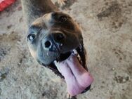 Penny hat stets gute Laune 🐾 - Elsdorf (Nordrhein-Westfalen)