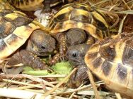 Griechische Landschildkröten Nz 2024. - Gifhorn