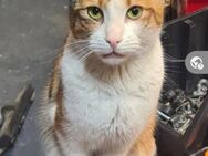 Alma Glückkatze sucht glückliche Familie - Unterföhring