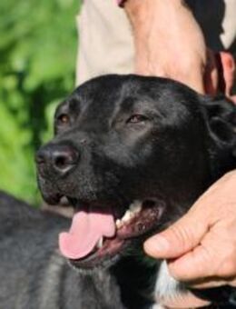 Bacalle - bildhübscher Jungrüde - Lohra