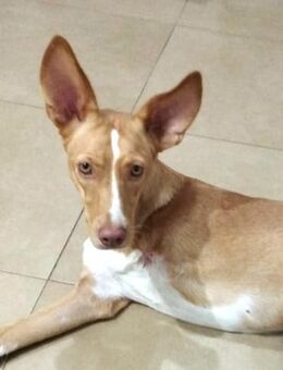 TICHEL - verlor ihre Pfoten...... - Kempen