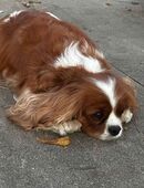 Reinrassige Cavalier king Charles wepen in 80333