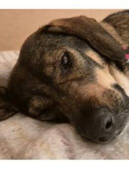 Shiloh - wartet in 96160 Geiselwind - Oberwies