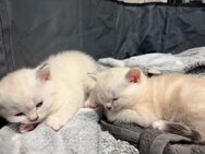 3 Britisch Kurzhaar Kitten BKH - Bielefeld Sennestadt
