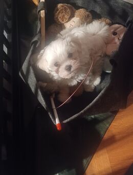 Malteser/Bichon Welpen zu verkaufen - Hülben
