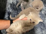 BkH Kitten - Bremen