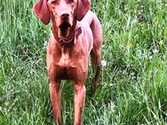 Familienhund -Vizsla- sucht eine neues Zuhause - Tengen