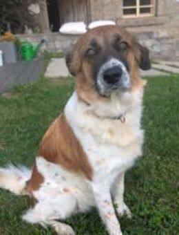 Khaleesi wartet bereits auf dich - München