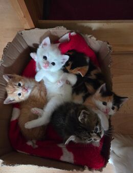 4 kitten suchen im Dezember ein neues zu Hause - Dresden