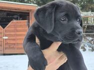 Labrador Welpe mit FCI Papiere VDH Zucht - Neukirchen (Pleiße)