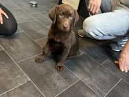 Reinrassige labrador welpen - Beverstedt
