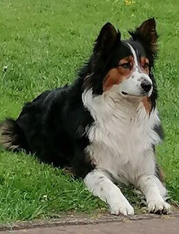 Australian Shepherd Welpen - Aurich