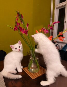 Zuckersüße Persischer Katzen zu haben - Berlin Neukölln