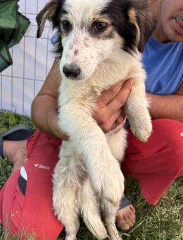 Elliot - jung und lernwillig - Westerholt