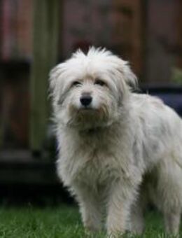 Lieber Familienhund PUFU - Düsseldorf