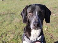 Loki sucht ein liebevolles Zuhause - Rostock