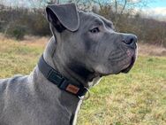 Cane corso Herzlicher und anpassungsfähiger Hund sucht neues Zuhause - Ingelheim (Rhein)