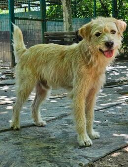 Benji bereit für dich - Schlitz