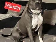 Amstaff Welpen Blue line Reinrassig - Eimen