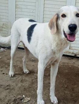 SMARTY junger, neugieriger Hundebub - Aerzen