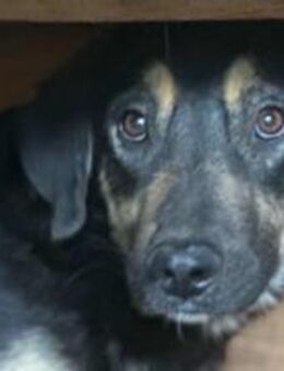 Stiles, der Neugierige 🐾 - Elsdorf (Nordrhein-Westfalen)