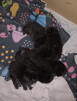 5 xxl maine coon mix kitten schwarz grau Teddybärchen - Bad Kissingen