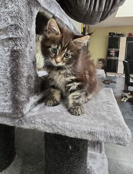 🌟 Wunderschönes Maine Coon Mädchen sucht ein liebevolles Zuhause 🌟 - Offenbach (Main)