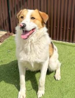 NIKE - wünscht sich ein Endkörbchen - Velbert