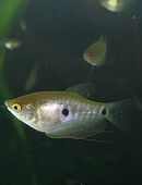 Fadenfische Nachwuchs in 92253