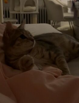 Liebevolle Katze💕 - Gröbenzell