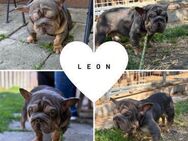 LEON PP Youngster FB sucht Körbchen - Neustadt (Rübenberge)