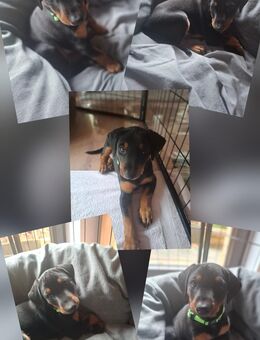 Deutsche Pinscher Welpen gesund, verspielt und bereit für Besuch - Eitorf
