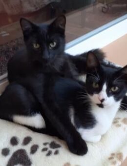 Zwei Brüder ein Herz - Hamburg