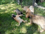 Rhodesian Ridgeback Mix Welpen abzugeben - Schkeuditz Zentrum