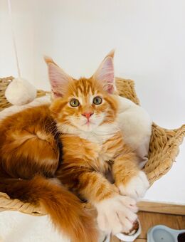 Süßer MainCoon Junge - Schönwalde-Glien