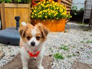 Chihuahua Welpe - Ohrdruf