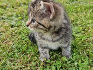 Kitten zu verkaufen - Bodenfelde