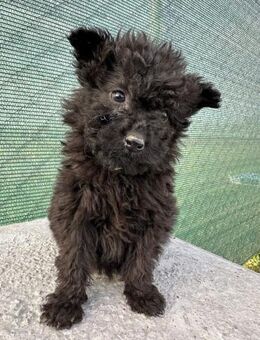 Welpen Dame -Püppi- - Rambin