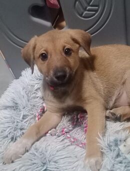 Border Collie mix welpen abgabebereit - Hausen (Rheinland-Pfalz)