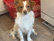 🐾 Lieber Rüde Milo sucht neues Zuhause 🐾 - Lübeck