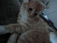 Zuckersüße BLH-Kitten – liebevoll aufgezogen, super verschmust! - Drolshagen