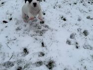 Jack Russell Welpen - Emden