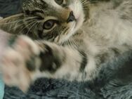 -Reserviert -Katze /Katerchen/ sucht ein neues zuhause - Rathenow