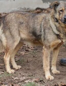 Ferdinand sucht liebevolle Menschen - Schwarmstedt