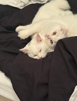 Weiße BKH Kitten - Berlin Marzahn-Hellersdorf
