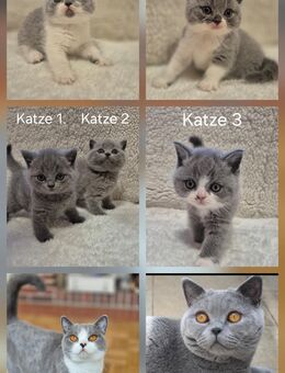 BKH kitten mit Stammbaum - Hanau (Brüder-Grimm-Stadt)
